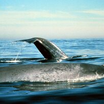 Modrá velryba - plejtvák obrovský.