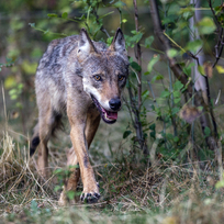 Vlk - vlčice - ilustrační foto.