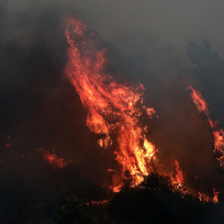 Ilustrační foto - Lesní požár - ilustrační foto.