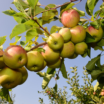Slizeň jablek. Na snímku jsou jablka odrůdy Šampion. Ilustrační foto. 