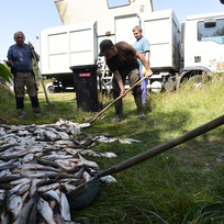 Ilustrační foto - Rybáři nakládají leklé ryby z řeky Bečvy 21. září 2020 v Hustopečích nad Bečvou na Přerovsku. Kvůli neznámé látce, která se předchozího dne dostala do Bečvy na rozhraní Zlínského a Olomouckého kraje, uhynuly v řece tuny ryb.