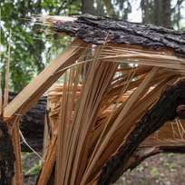 Ilustrační foto - Strom zlomený po silné bouři. Ilustrační foto. 