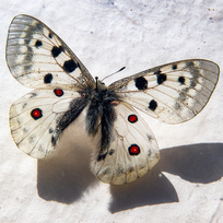 Kriticky ohrožený motýl jasoň červenooký, 2. září 2022.