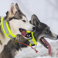 V Orlických horách odstartoval 26. ročník extrémního závodu psích spřežení Šediváčkův long, 25. ledna 2023, Deštné v Orlických horách, Rychnovsko.