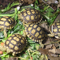 Zoo Zlín představila mláďata želv ostruhatých, 10. března 2023, Zlín.