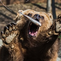  Vítání jara v Zoo Brno, 18. března 2023. 
Na snímku Medvěd kamčatský (Ursus arctos beringianus)  