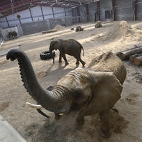 Zoo Zlín představila nové chovné zařízení pro slony, 20. března 2023, Zlín.