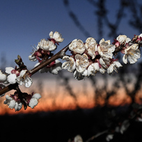 Ilustrační foto - Kvetoucí meruňky v sadech společnosti Lukrom plus, 29. března 2023, Buchlovice, Uherskohradišťsko. 