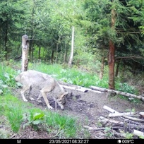 Ilustrační foto - Vlk obecný zachycený 23. května 2021 díky fotopasti v Krkonošském národním parku (KRNAP). Pobytové stopy vlka obecného správci KRNAP nacházejí nyní nejčastěji ve středních a západních Krkonoších, a to i na hřebenech hor.