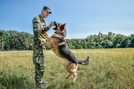 Tschechische Soldaten haben auf dem Schlachtfeld gelernt, wie sie ihre Militärhunde retten können