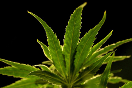 Die Polizei nahm eine Gruppe von 8 Tschechen fest, die jahrelang Marihuana nach Großbritannien verkauft hatten