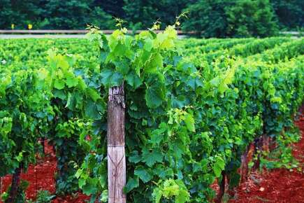 Le vin d’Istrie est de plus en plus populaire