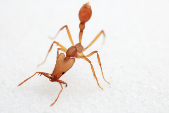 Les fourmis peuvent détecter le cancer dans l’urine, selon des scientifiques