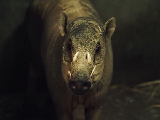 Der Zoo Jihlavská erhielt einen neuen männlichen Hirscheber als Ersatz für das verstorbene Tier