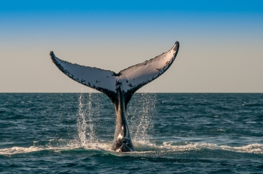 BBC : Des scientifiques écoutent les baleines et tentent d’apprendre leur langage