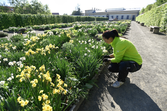 Cibuloviny v Květné zahradě v Kroměříži rozkvetly o měsíc dřív, než je obvyklé