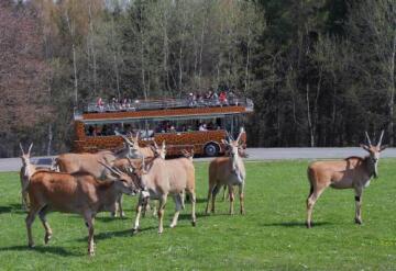 Zoologická zahrada ve Dvoře Králové nad Labem na Trutnovsku otevře 23. dubna areál volných výběhů safari, v němž lidé pozorují zvířata z otevřených dvoupatrových autobusů.