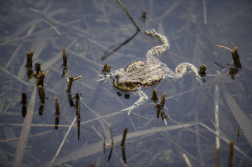 Žába, příroda, rybník, potok, tůň - ilustrační foto