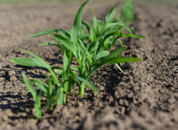 Pole, kukuřice sladká, jaro, zemědělství, pěstování - ilustrační foto