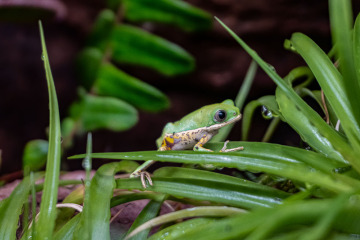 Liberecká zoo začala s chovem vzácných malých žabek listovnic pestrých. Návštěvníci je mohou vidět v pavilonu tropů. 