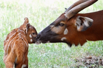 V Safari Parku Dvůr Králové nad Labem se narodilo mládě kriticky ohroženého bonga horského. Pro zoo jde o první přírůstek této antilopy po osmi letech. 