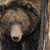 Medvěd na Slovensku poranil dva muže; jsou v nemocnici