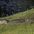 Seniorku na Floridě zabil třímetrový aligátor, když byla na procházce se psem