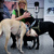 Nákazu covidem na helsinském letišti čenichají psi